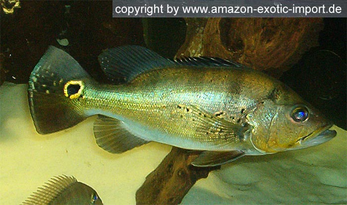 Cichla spec. Rio Xingu